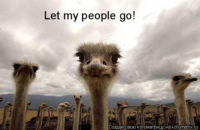 Let my people go!... Котоматрица: Let my people go!