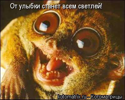 От улыбки станет всем светлей!... Котоматрица: От улыбки станет всем светлей!