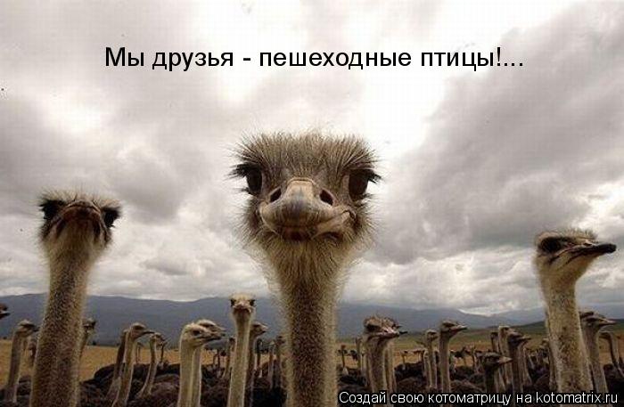 Мы друзья - пешеходные птицы!...... Котоматрица: Мы друзья - пешеходные птицы!...
