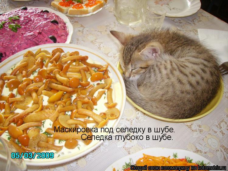 Маскировка под селедку в шубе. Селедка глубоко в шубе.... Котоматрица: Маскировка под селедку в шубе. Селедка глубоко в шубе.