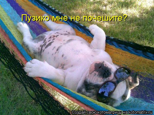 Пузико мне не почешите?... Котоматрица: Пузико мне не почешите?