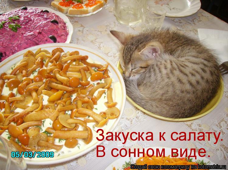 Закуска к салату. В сонном виде.... Котоматрица: Закуска к салату. В сонном виде.