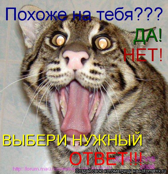 Похоже на тебя??? ДА! НЕТ! ВЫБЕРИ НУЖНЫЙ ОТВЕТ!!!... Котоматрица: Похоже на тебя??? ДА! НЕТ! ВЫБЕРИ НУЖНЫЙ ОТВЕТ!!!