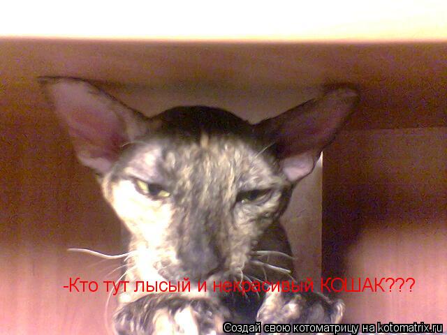 -Кто тут лысый и некрасивый КОШАК???... Котоматрица: -Кто тут лысый и некрасивый КОШАК???