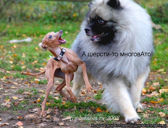 А шерсти-то многовАто!... Котоматрица: А шерсти-то многовАто!