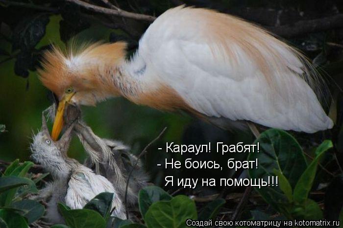 - Караул! Грабят! - Не боись, брат! Я иду на помощь!!!... Котоматрица: - Караул! Грабят! - Не боись, брат! Я иду на помощь!!!