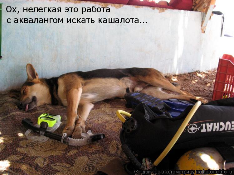 Ох, нелегкая это работа с аквалангом искать кашалота...... Котоматрица: Ох, нелегкая это работа с аквалангом искать кашалота...