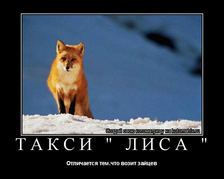 Такси " ЛИСА " Отличается тем.что возит зайцев... Котоматрица: Такси " ЛИСА " Отличается тем.что возит зайцев