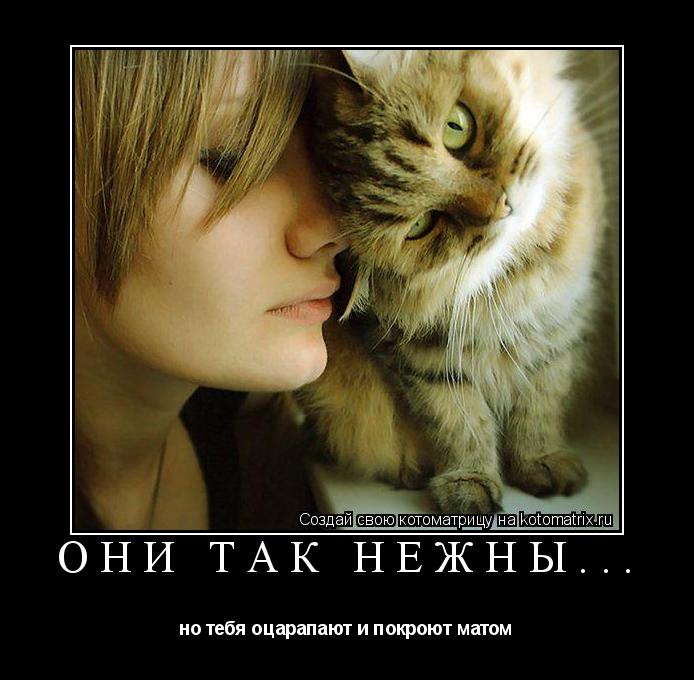Они так нежны... но тебя оцарапают и покроют матом... Котоматрица: Они так нежны... но тебя оцарапают и покроют матом