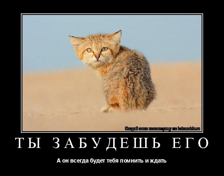 Ты забудешь его А он всегда будет тебя помнить и ждать... Котоматрица: Ты забудешь его А он всегда будет тебя помнить и ждать