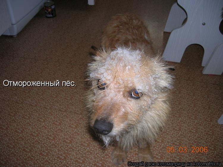 Отмороженный пёс.... Котоматрица: Отмороженный пёс.