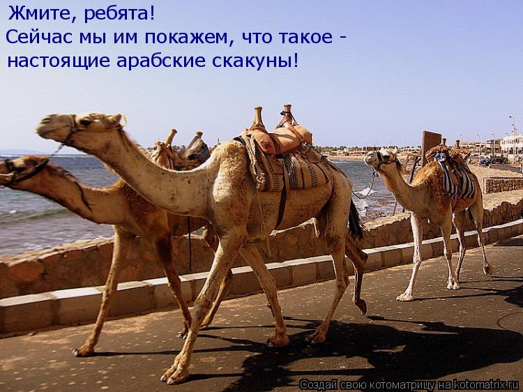 Жмите, ребята! Сейчас мы им покажем, что такое - настоящие арабские скакуны!... Котоматрица: Жмите, ребята! Сейчас мы им покажем, что такое - настоящие арабские скакуны!
