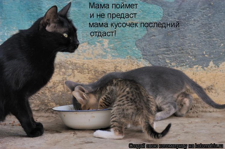 Мама поймет и не предаст мама кусочек последний отдаст!... Котоматрица: Мама поймет и не предаст мама кусочек последний отдаст!