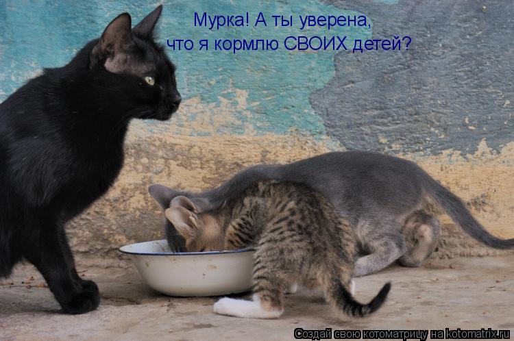 Мурка! А ты уверена, что я кормлю СВОИХ детей?... Котоматрица: Мурка! А ты уверена, что я кормлю СВОИХ детей?
