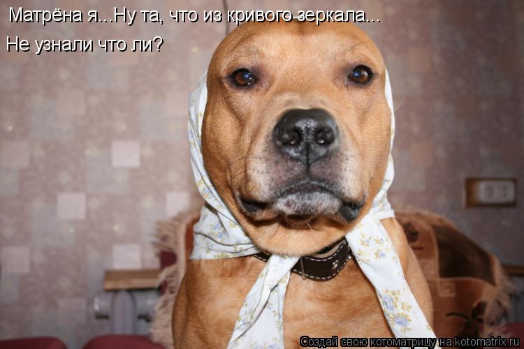 Матрёна я...Ну та, что из кривого зеркала... Не узнали что ли?... Котоматрица: Матрёна я...Ну та, что из кривого зеркала... Не узнали что ли?