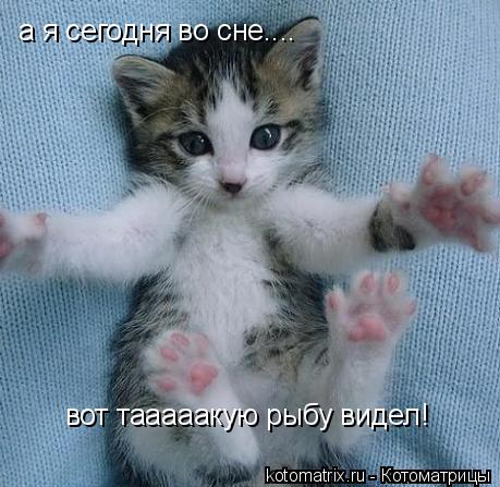 а я сегодня во сне.... вот тааааакую рыбу видел!... Котоматрица: а я сегодня во сне.... вот тааааакую рыбу видел!