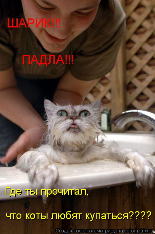 ШАРИК!!! ПАДЛА!!! Где ты прочитал, что коты любят купаться????... Котоматрица: ШАРИК!!! ПАДЛА!!! Где ты прочитал, что коты любят купаться????