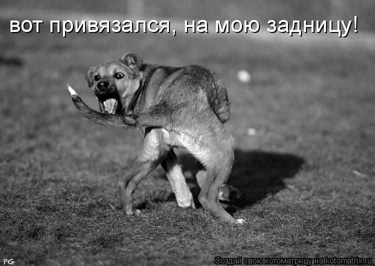 Котоматрица: вот привязался, на мою задницу!