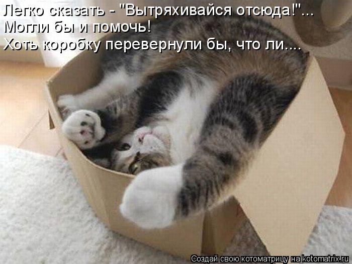 Легко сказать - "Вытряхивайся отсюда!"... Могли бы и помочь! Хоть коробку перевернули бы, что ли....... Котоматрица: Легко сказать - "Вытряхивайся отсюда!"... Могли бы и помочь! Хоть коробку перевернули бы, что ли....