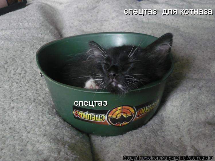 спецтаз спецтаз для котназа... Котоматрица: спецтаз спецтаз для котназа
