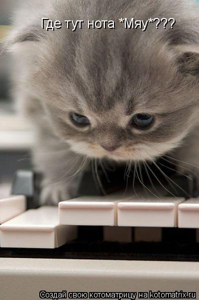 Где тут нота *Мяу*???... Котоматрица: Где тут нота *Мяу*???