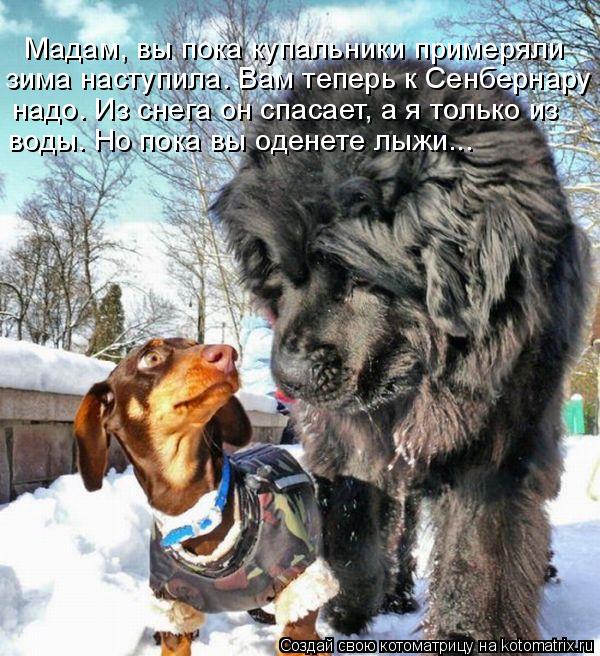 Мадам, вы пока купальники примеряли зима наступила. Вам теперь к Сенбернару надо. Из снега он спасае... Котоматрица: Мадам, вы пока купальники примеряли зима наступила. Вам теперь к Сенбернару надо. Из снега он спасает, а я только из воды. Но пока вы оденете