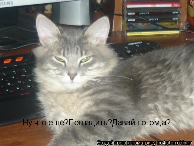Ну что ещё?Погладить?Давай потом,а?... Котоматрица: Ну что ещё?Погладить?Давай потом,а?
