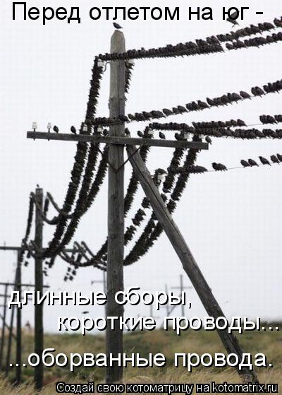Перед отлетом на юг - длинные сборы, короткие проводы... ...оборванные провода.... Котоматрица: Перед отлетом на юг - длинные сборы, короткие проводы... ...оборванные провода.