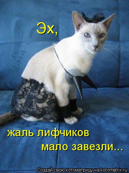 жаль лифчиков мало завезли... Эх,... Котоматрица: жаль лифчиков мало завезли... Эх,