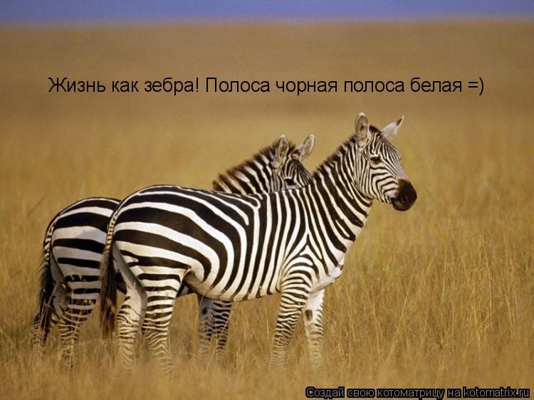 Жизнь как зебра! Полоса чорная полоса белая =)... Котоматрица: Жизнь как зебра! Полоса чорная полоса белая =)