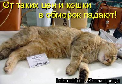 От таких цен и кошки в обморок падают!... Котоматрица: От таких цен и кошки в обморок падают!