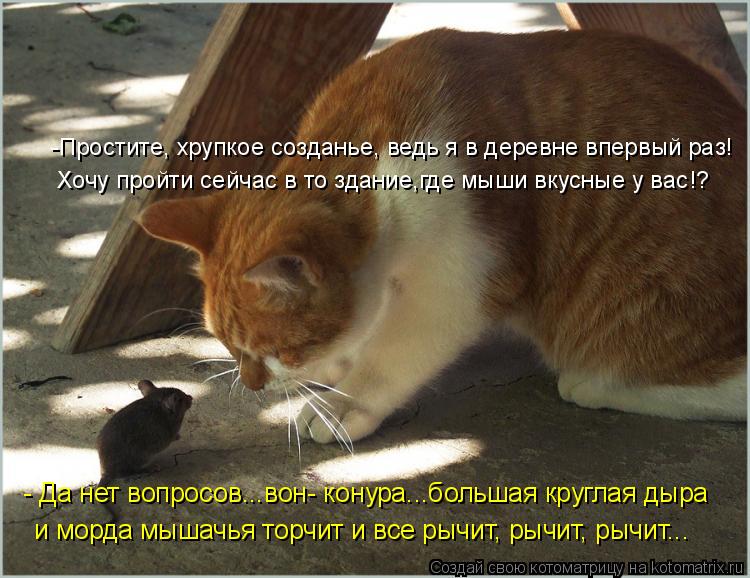 Котоматрица: -Простите, хрупкое созданье, ведь я в деревне впервый раз! Хочу пройти сейчас в то здание,где мыши вкусные у вас!?  - Да нет вопросов...вон- кону