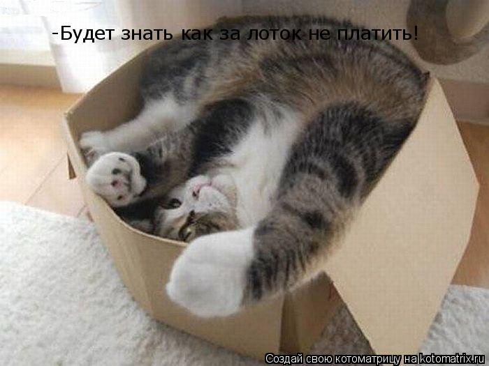 -Будет знать как за лоток не платить!... Котоматрица: -Будет знать как за лоток не платить!