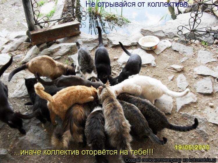 Не отрывайся от коллектива... ...иначе коллектив оторвётся на тебе!!!... Котоматрица: Не отрывайся от коллектива... ...иначе коллектив оторвётся на тебе!!!