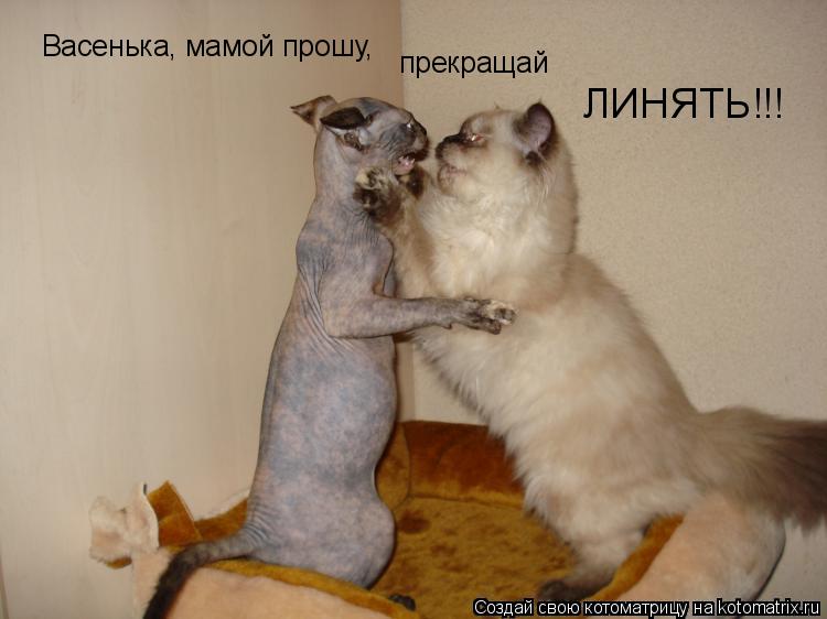 Васенька, мамой прошу, прекращай ЛИНЯТЬ!!!... Котоматрица: Васенька, мамой прошу, прекращай ЛИНЯТЬ!!!