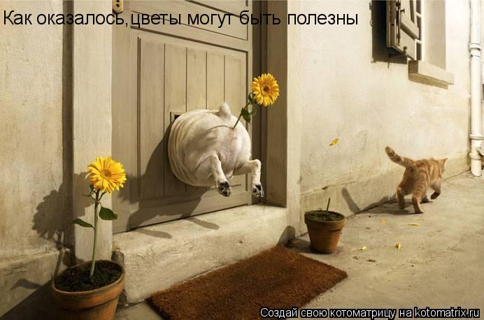 Как оказалось,цветы могут быть полезны... Котоматрица: Как оказалось,цветы могут быть полезны