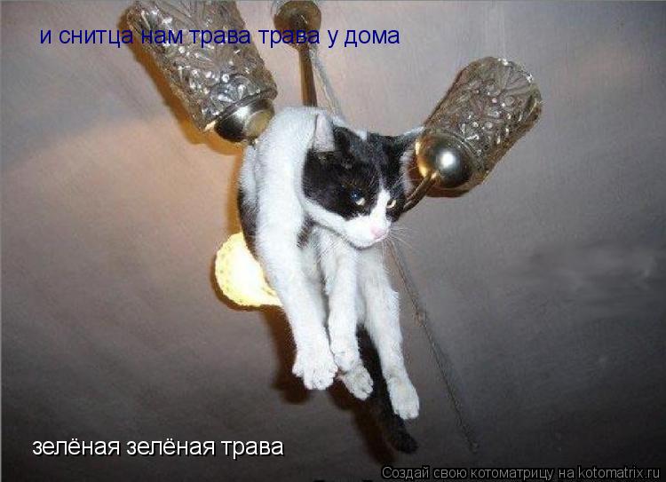 и снитца нам трава трава у дома зелёная зелёная трава... Котоматрица: и снитца нам трава трава у дома зелёная зелёная трава