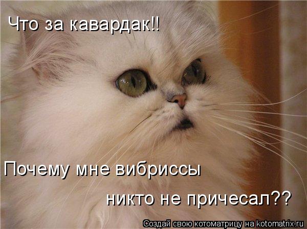 Что за кавардак!! Почему мне вибриссы никто не причесал??... Котоматрица: Что за кавардак!! Почему мне вибриссы никто не причесал??