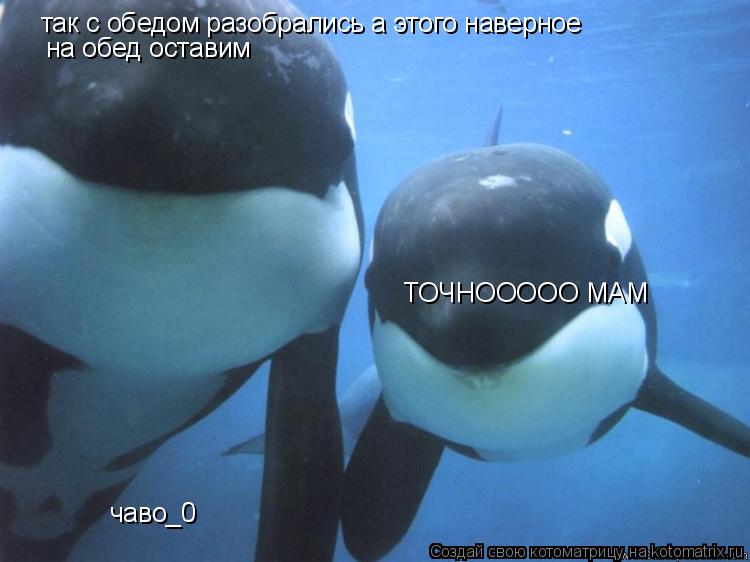 так с обедом разобрались а этого наверное на обед оставим чаво_0 ТОЧНООООО МАМ... Котоматрица: так с обедом разобрались а этого наверное на обед оставим чаво_0 ТОЧНООООО МАМ