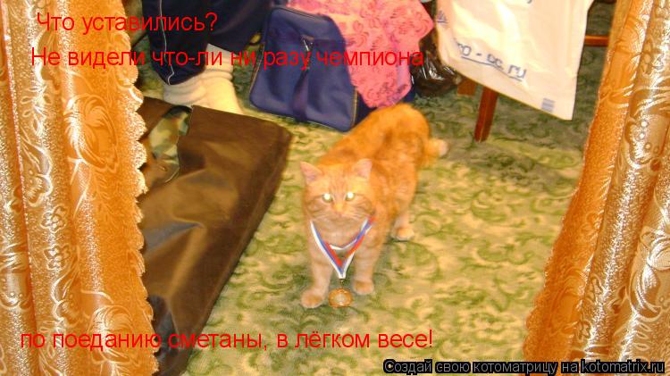 Что уставились? Не видели что-ли ни разу чемпиона по поеданию сметаны, в лёгком весе!... Котоматрица: Что уставились? Не видели что-ли ни разу чемпиона по поеданию сметаны, в лёгком весе!