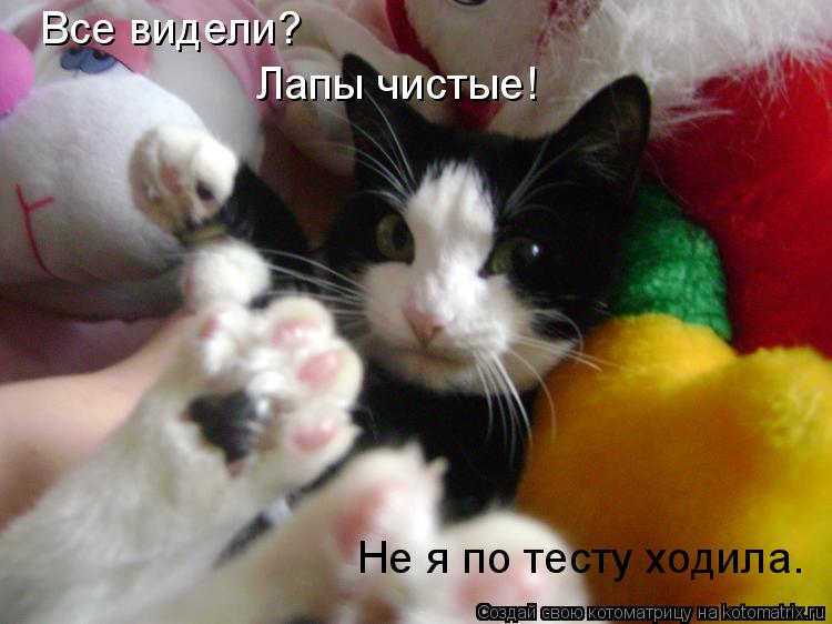 Все видели? Лапы чистые! Не я по тесту ходила.... Котоматрица: Все видели? Лапы чистые! Не я по тесту ходила.