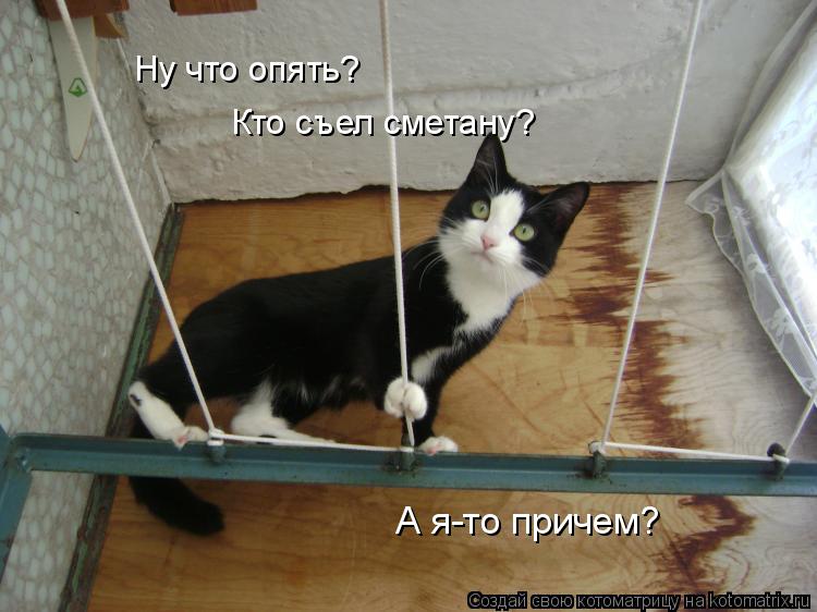 Ну что опять? Кто съел сметану? А я-то причем?... Котоматрица: Ну что опять? Кто съел сметану? А я-то причем?