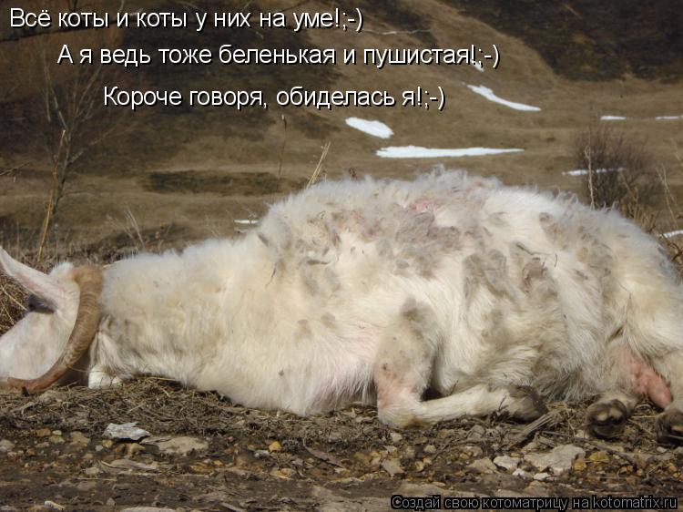 Всё коты и коты у них на уме!;-) А я ведь тоже беленькая и пушистая!;-) Короче говоря, обиделась я!;-... Котоматрица: Всё коты и коты у них на уме!;-) А я ведь тоже беленькая и пушистая!;-) Короче говоря, обиделась я!;-)
