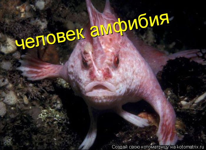 человек амфибия человек амфибия... Котоматрица: человек амфибия человек амфибия