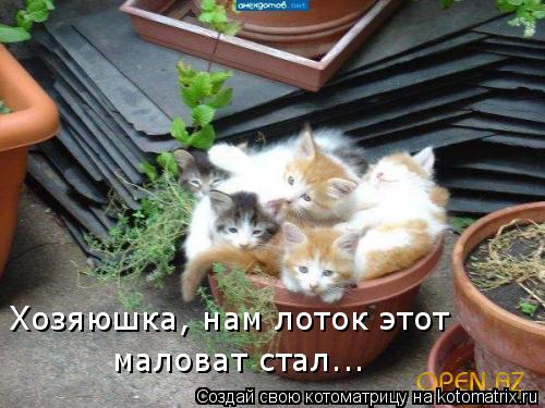 Хозяюшка, нам лоток этот маловат стал...... Котоматрица: Хозяюшка, нам лоток этот маловат стал...