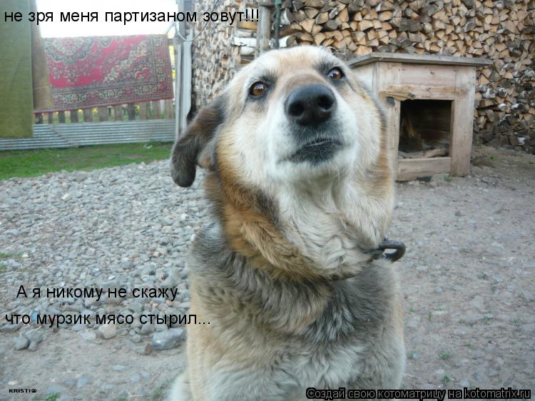 не зря меня партизаном зовут!!! А я никому не скажу что мурзик мясо стырил...... Котоматрица: не зря меня партизаном зовут!!! А я никому не скажу что мурзик мясо стырил...