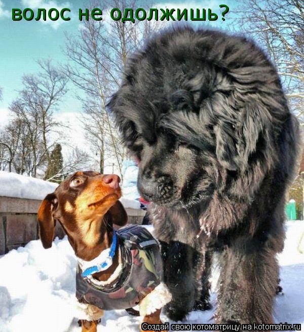 ухты!!! волос не одолжишь?... Котоматрица: ухты!!! волос не одолжишь?