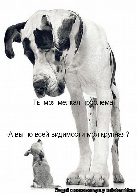 -Ты моя мелкая проблема! -А вы по всей видимости моя крупная?... Котоматрица: -Ты моя мелкая проблема! -А вы по всей видимости моя крупная?