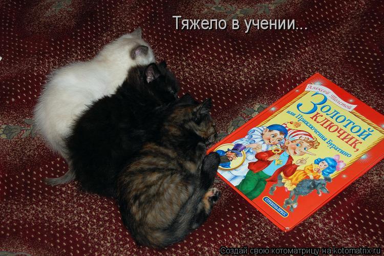Тяжело в учении...... Котоматрица: Тяжело в учении...