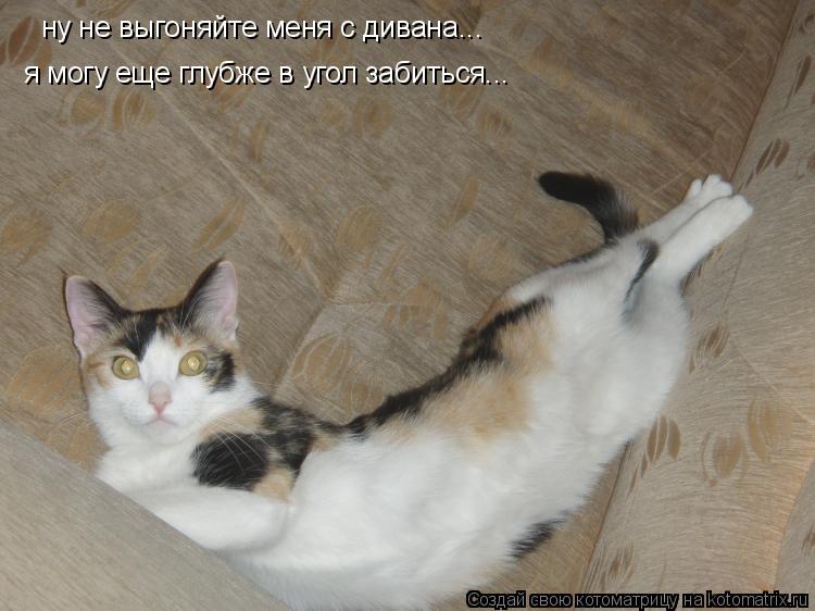 ну не выгоняйте меня с дивана... я могу еще глубже в угол забиться...... Котоматрица: ну не выгоняйте меня с дивана... я могу еще глубже в угол забиться...